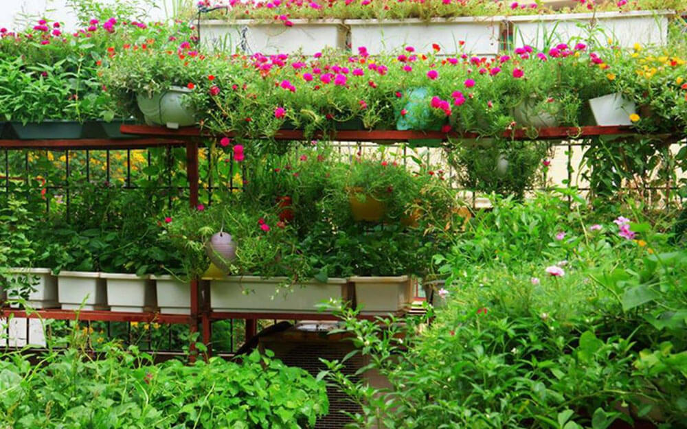Thiết kế thành vườn rau sạch